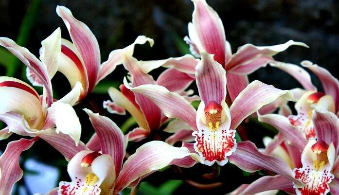 Cymbidium erythraeum