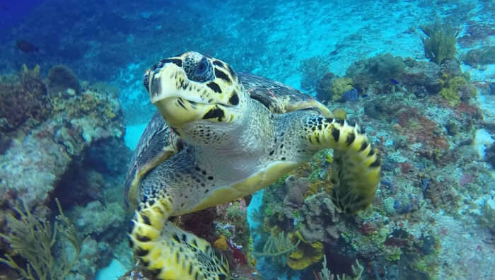 Go Dive in Cozumel