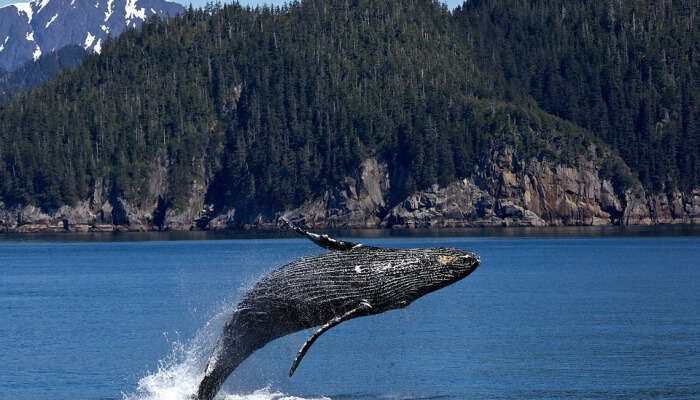 Golden Gate Whale Watching Cruise