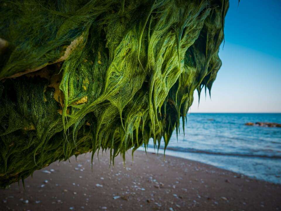 Nature Rock Sea Beach Seaweed Landscape Water