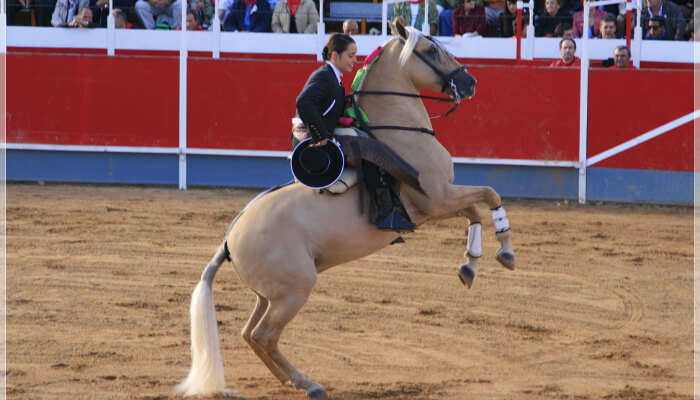 houston livestock