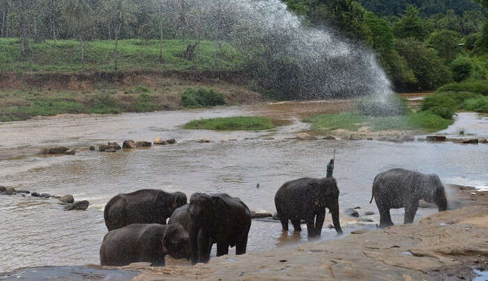 watched elephants taking bath in the river