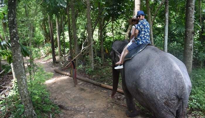 Elephant Safari