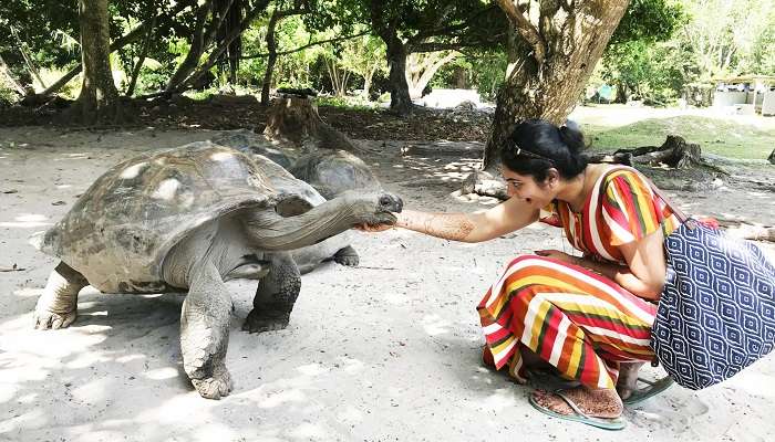 tortoises in huge numbers