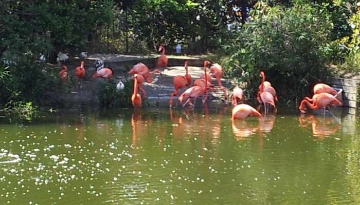 Jacksonville Zoo And Gardens