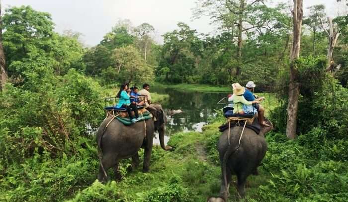 Jaldapara National Park