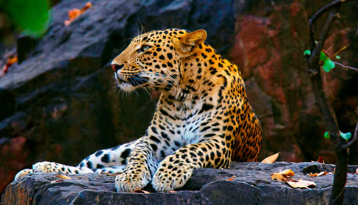 Jhalana Leopard Conservation Reserve