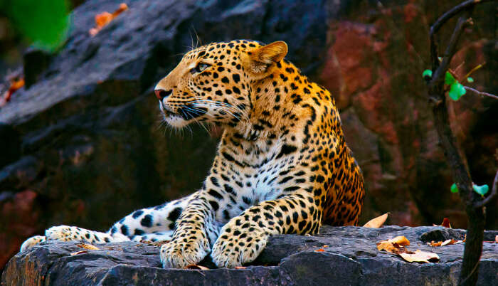 Leopard