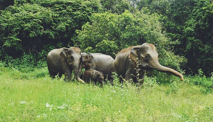 Kaudulla National Park