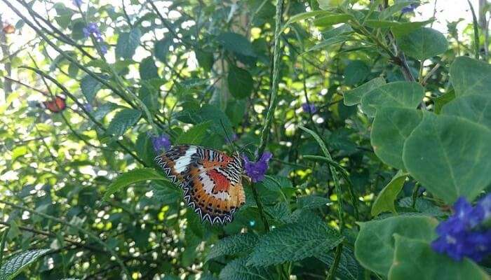 Kemenuh Butterfly Park In Bali