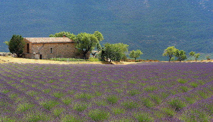 Lavender_farm