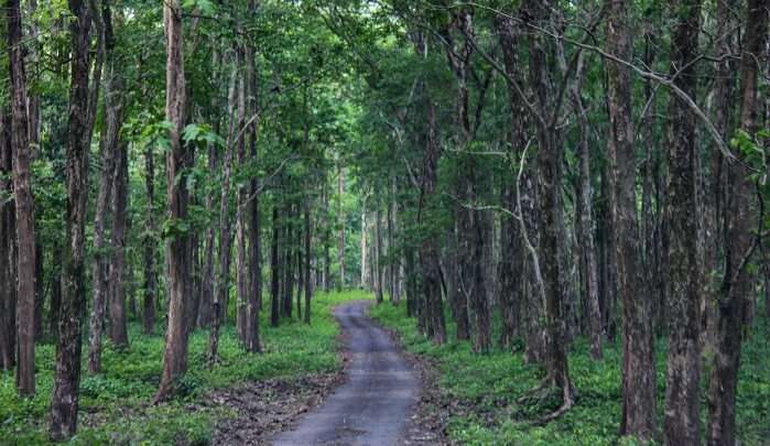 Mahananda Wildlife Sanctuary