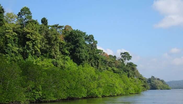 Mangrove Forest