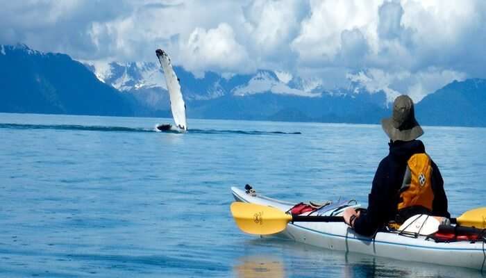 Kayaking With Beluga Whales In Canada