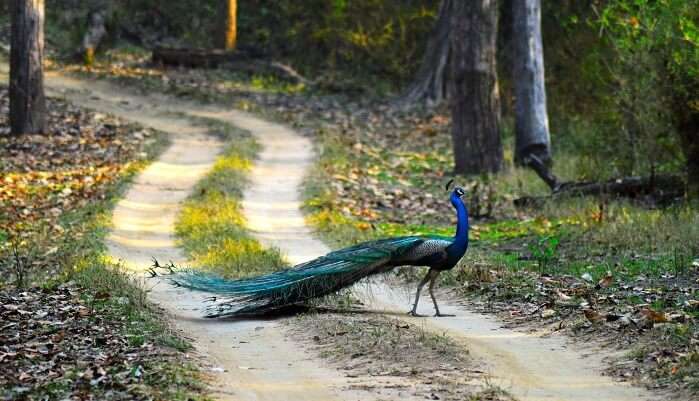 Peacock National Bird Of India - Kanha National Park