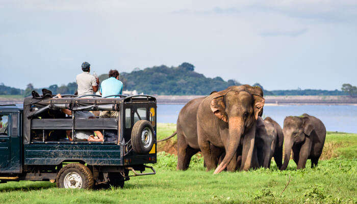 Minneriya National Park