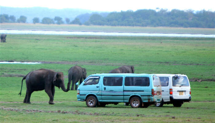 Minneriya National Parks