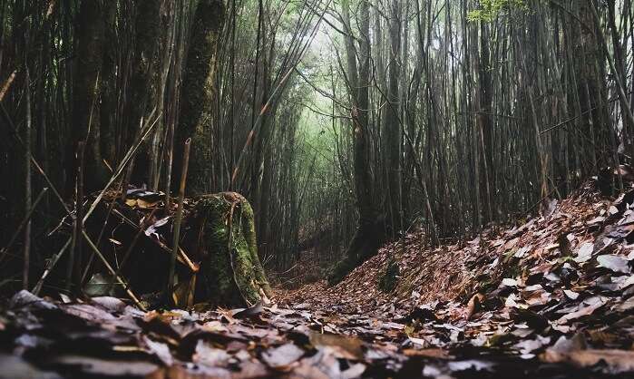 Neora Valley National Park