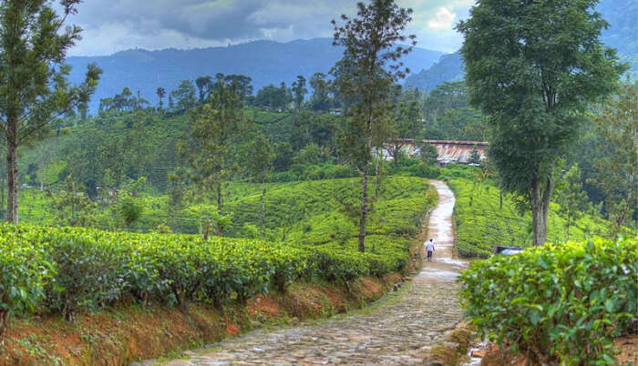 Nuwara-Eliya