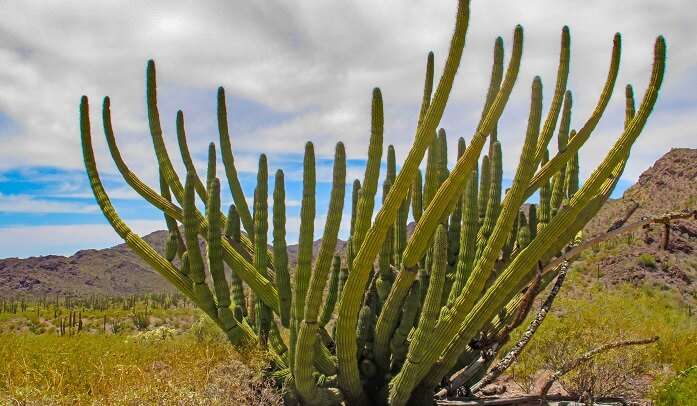 Organ Pipe Cactus National Monument