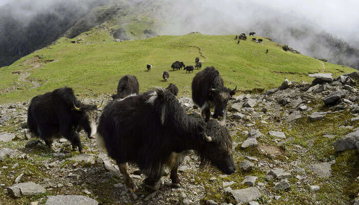 Singalila National Park