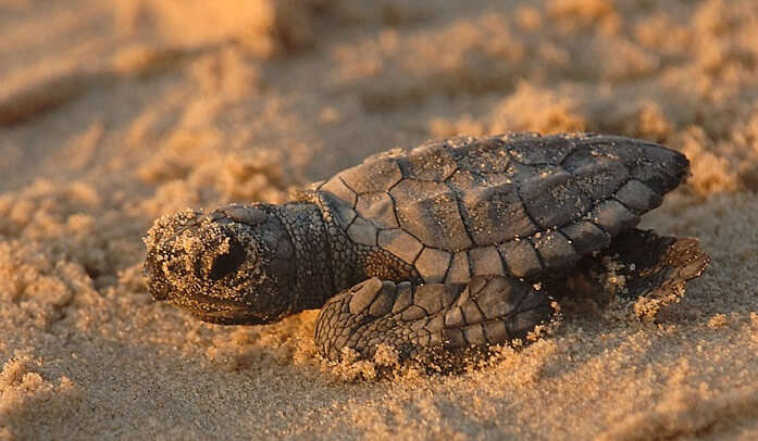 Padre-Island-National-Seashore 1