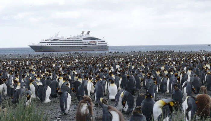 Penguin Island Tour