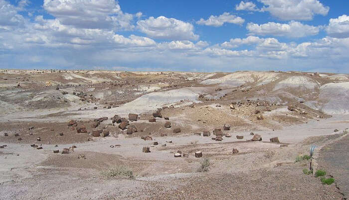 Petrified Forest