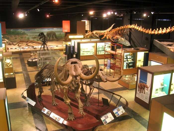 Regional museum of natural history