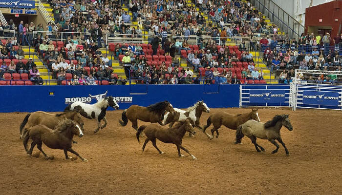 Rodeo Austin