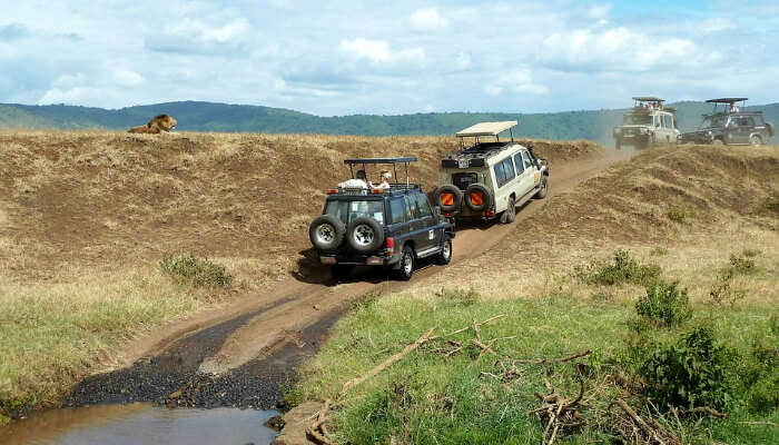 Jeeps in a National Park