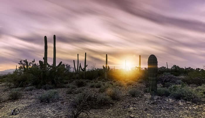 Saguaro National Park