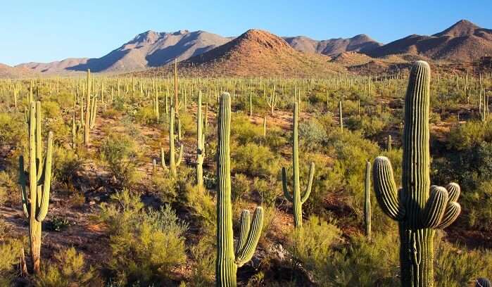 Saguaro National Park