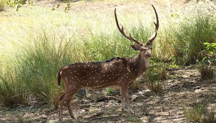 deer stepping slowly on the grass