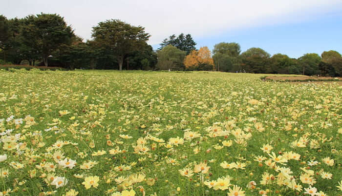 Showa Memorial Park