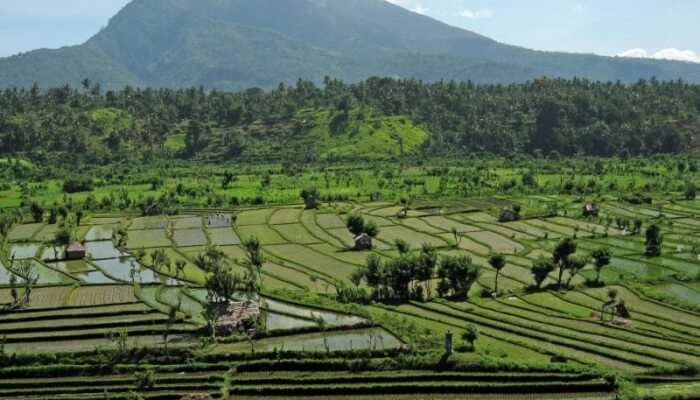 Tirtagangga Paddy Field Hiking, Bali