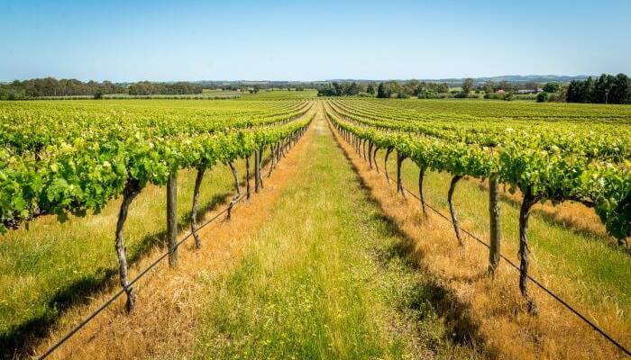 Vineyards in Barossa Valley