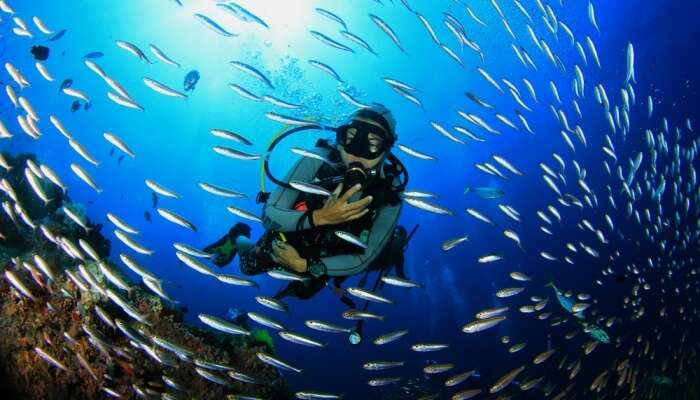 Grouper Farm is one of the amazing sites for scuba diving in Langkawi