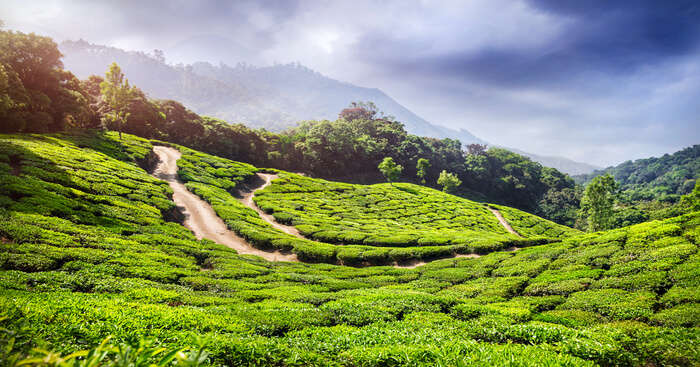 8 Surreal Parks In Munnar For A Rejuvenating Trip To Kerala