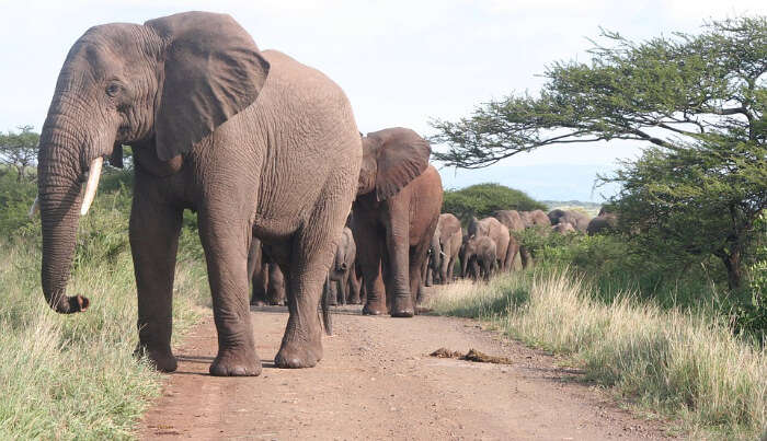 African Safari