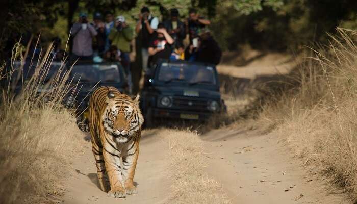 tiger roaming in Bandhavgarh National Park