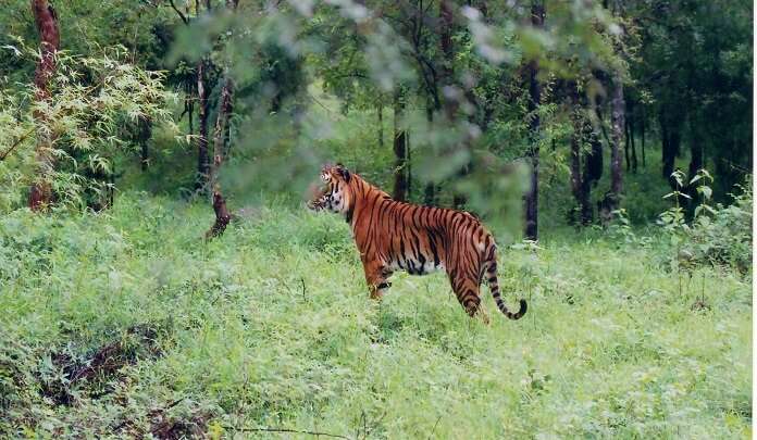 Bhadra Wildlife Sanctuary, Karnataka