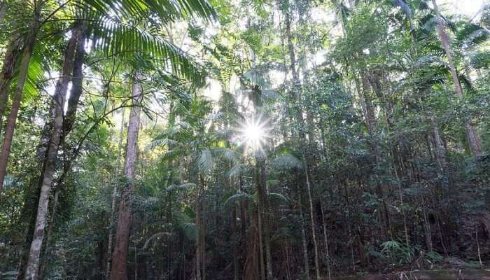 Dense Rainforests