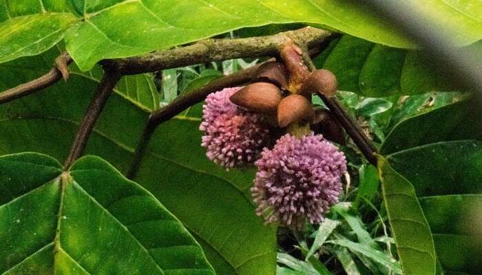 Malaysian tree flowers