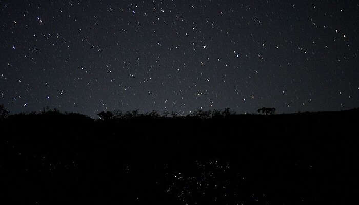 Fireflies_under_stars