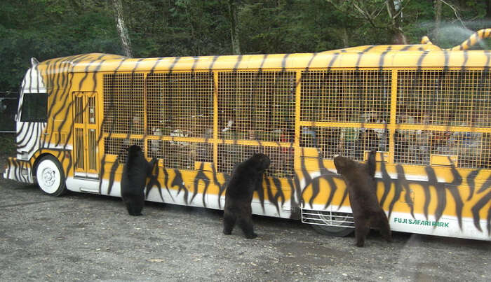 Fuji Safari Park