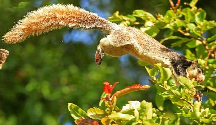 Grizzled Squirrel Wildlife Sanctuary, Tamil Nadu