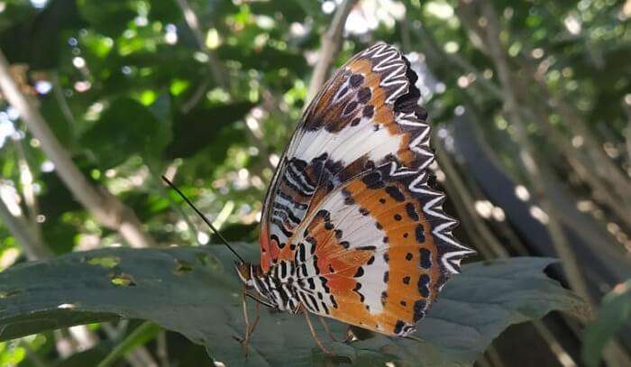 various species of butterflies