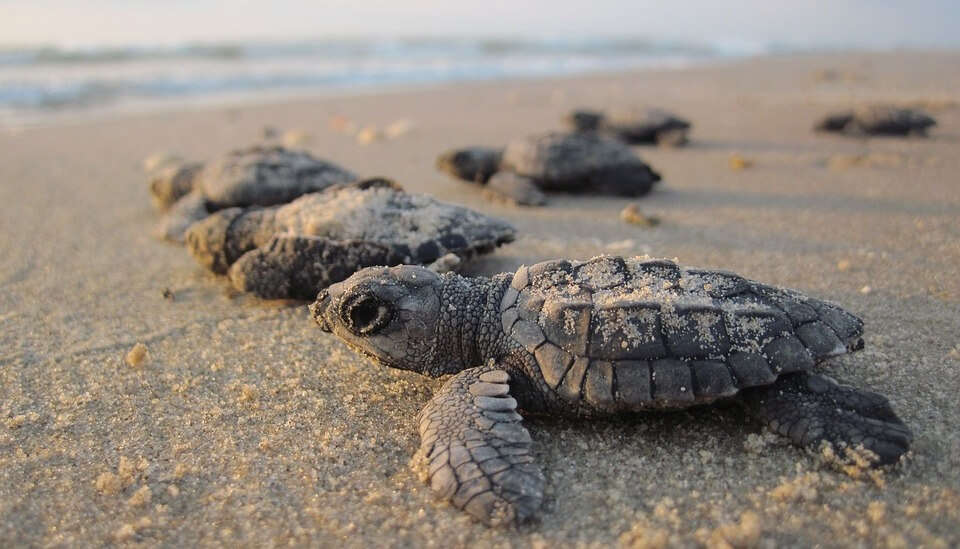 Kosgada Turtle Hatchery