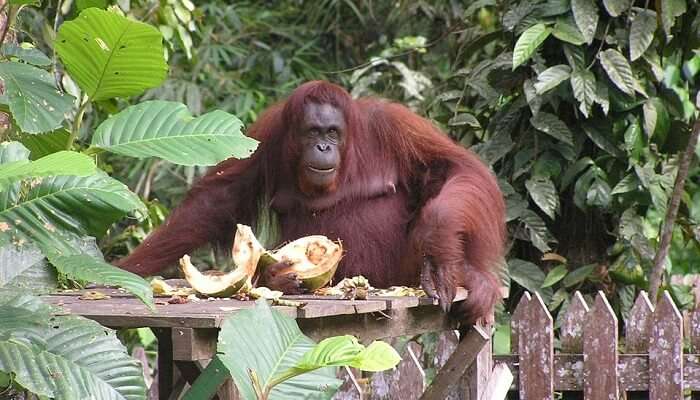 Kuching Bako Park Borneo